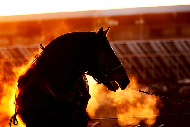 今後の競馬界を担う名馬の画像